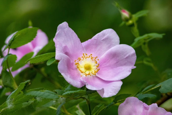 Wild rose